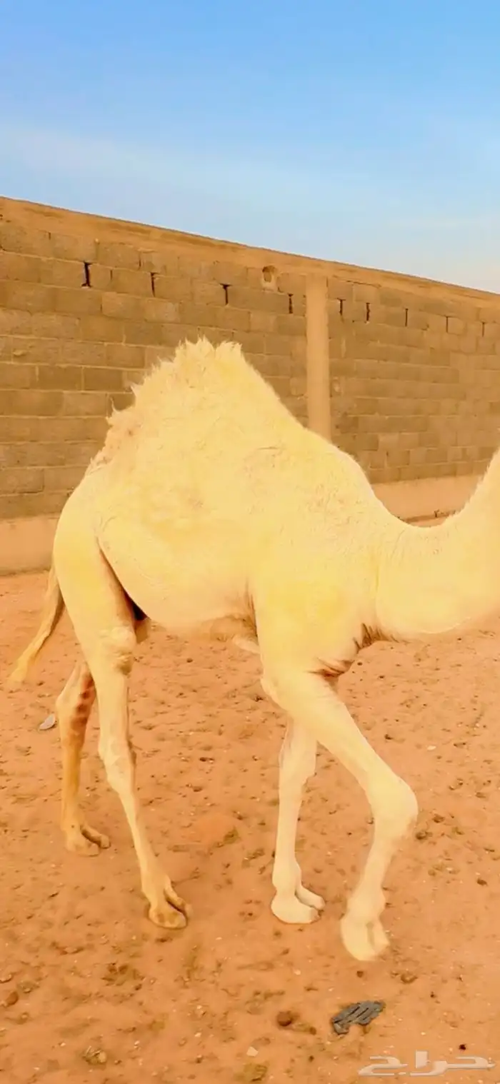 حاشي طايش 1