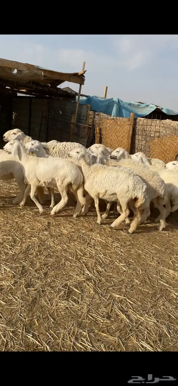 غنم حريات صنف 21