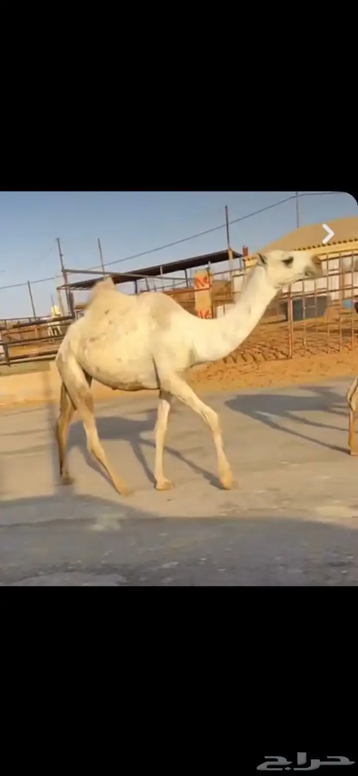 للبيع البكره القيه الرمانيه 1