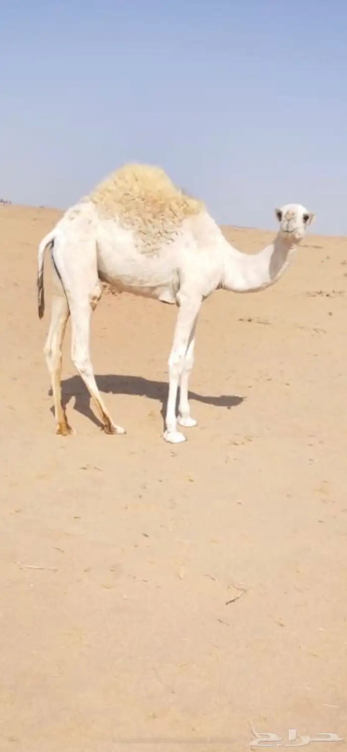 قعود للبيع 1