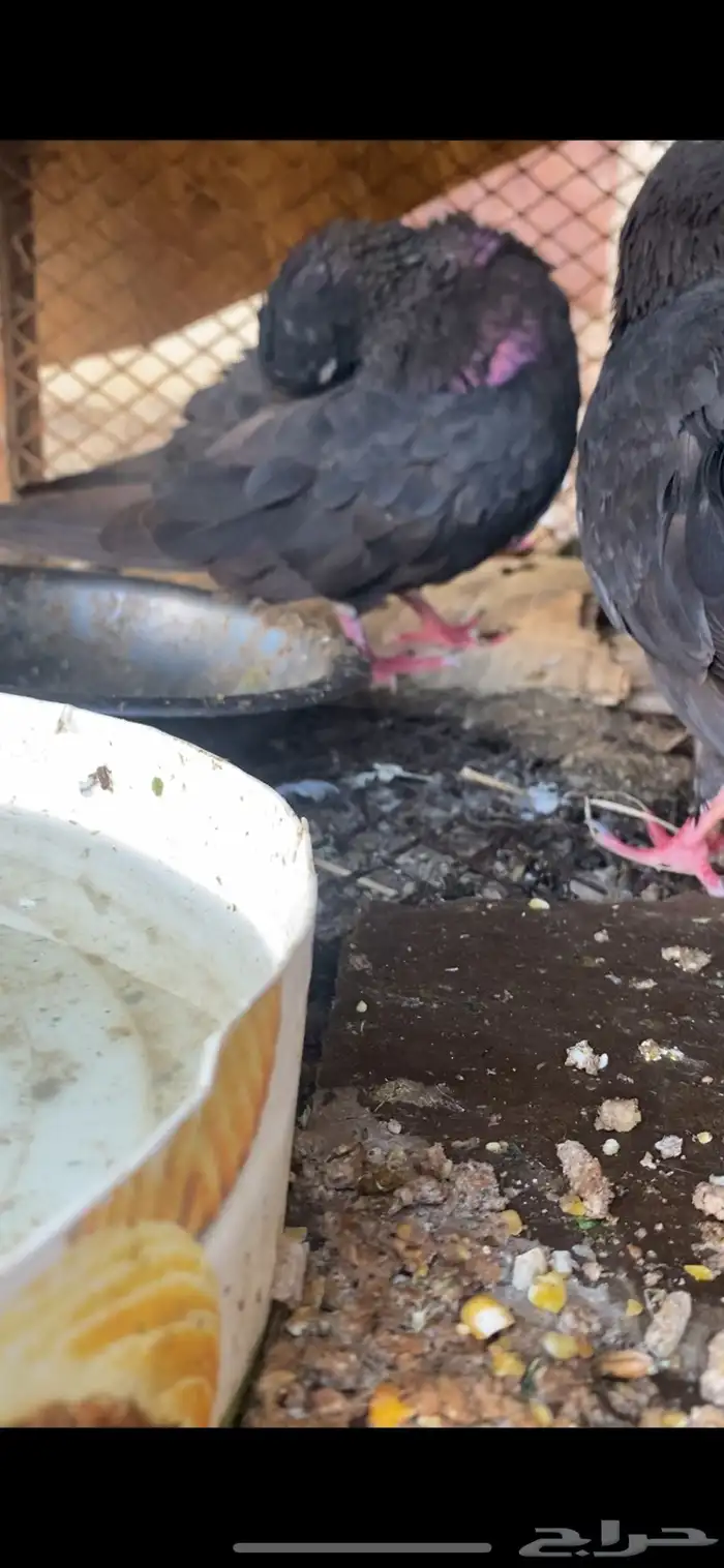 حمام جواز قلابي للبيع عل أسوم 1