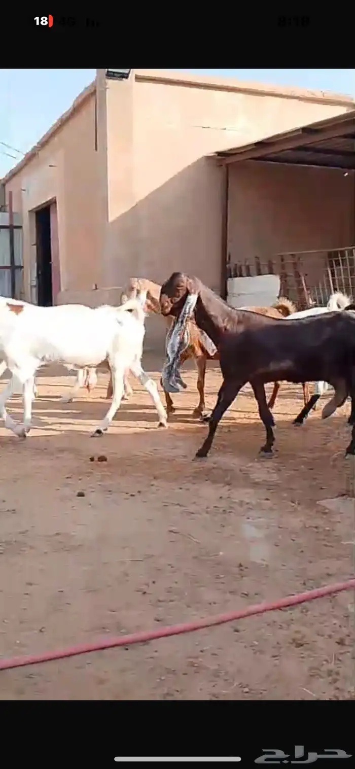 معزا حجازية جروم خصم الخصم وتعاريف مدور النوادر 0