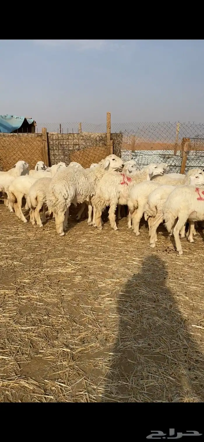 غنم حريات صنف 11