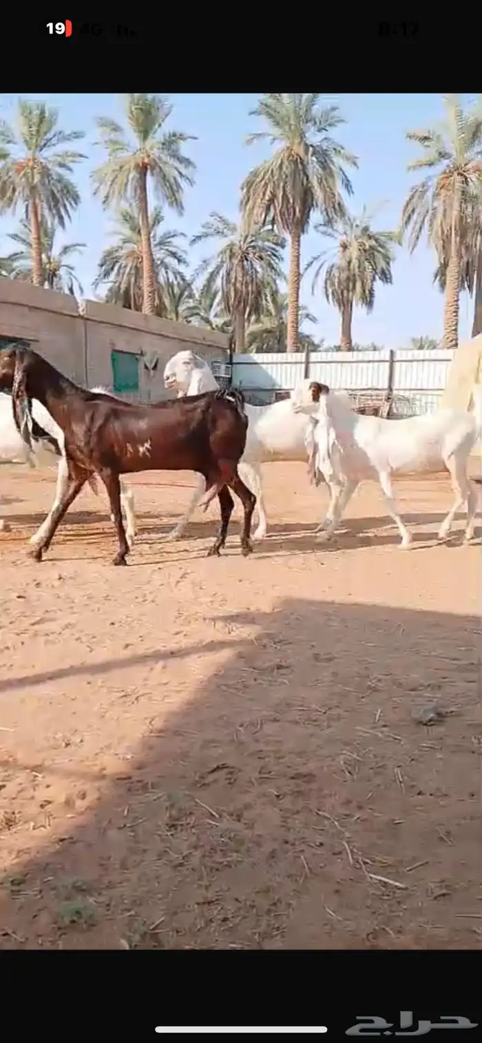 معزا حجازية جروم خصم الخصم وتعاريف مدور النوادر 1