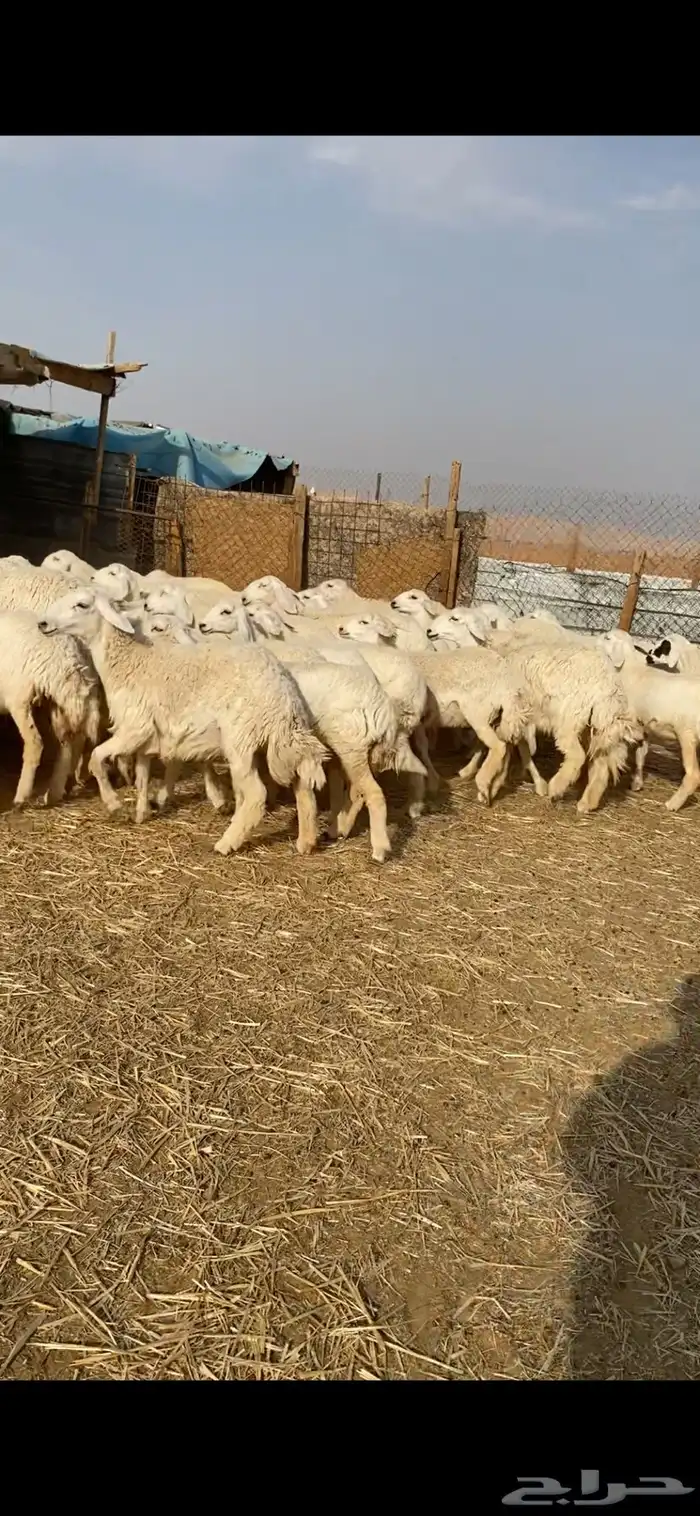 غنم حريات صنف 22