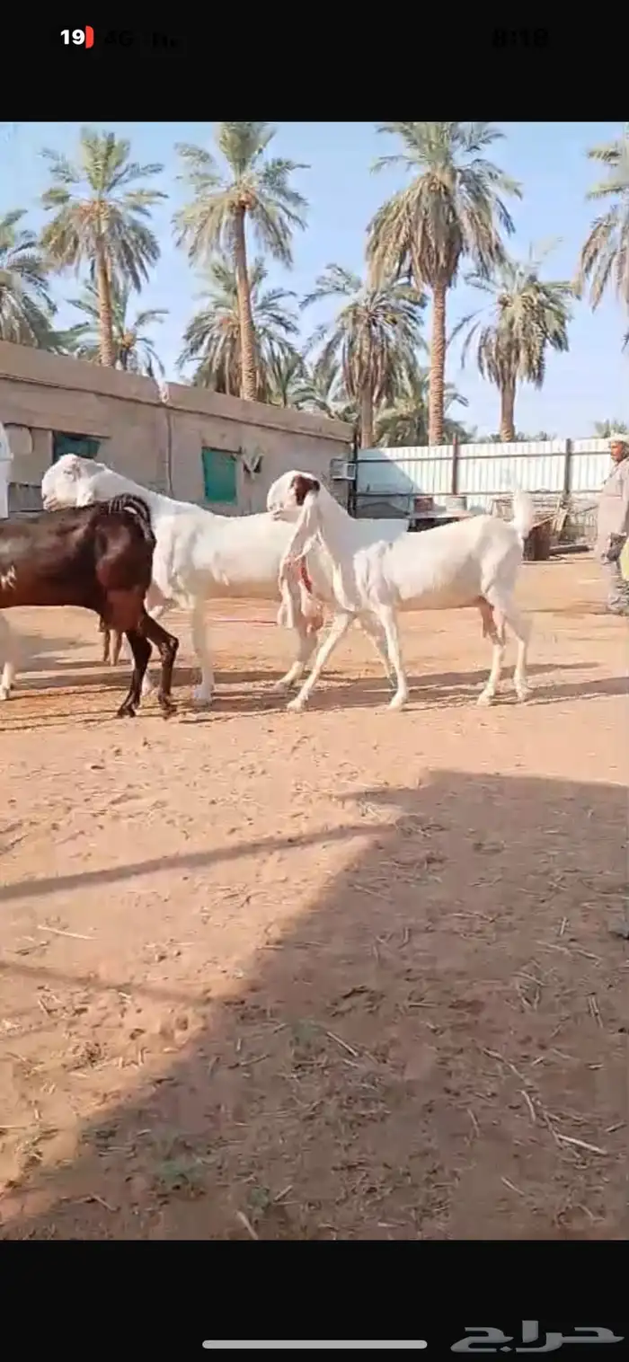 معزا حجازية جروم خصم الخصم وتعاريف مدور النوادر 3