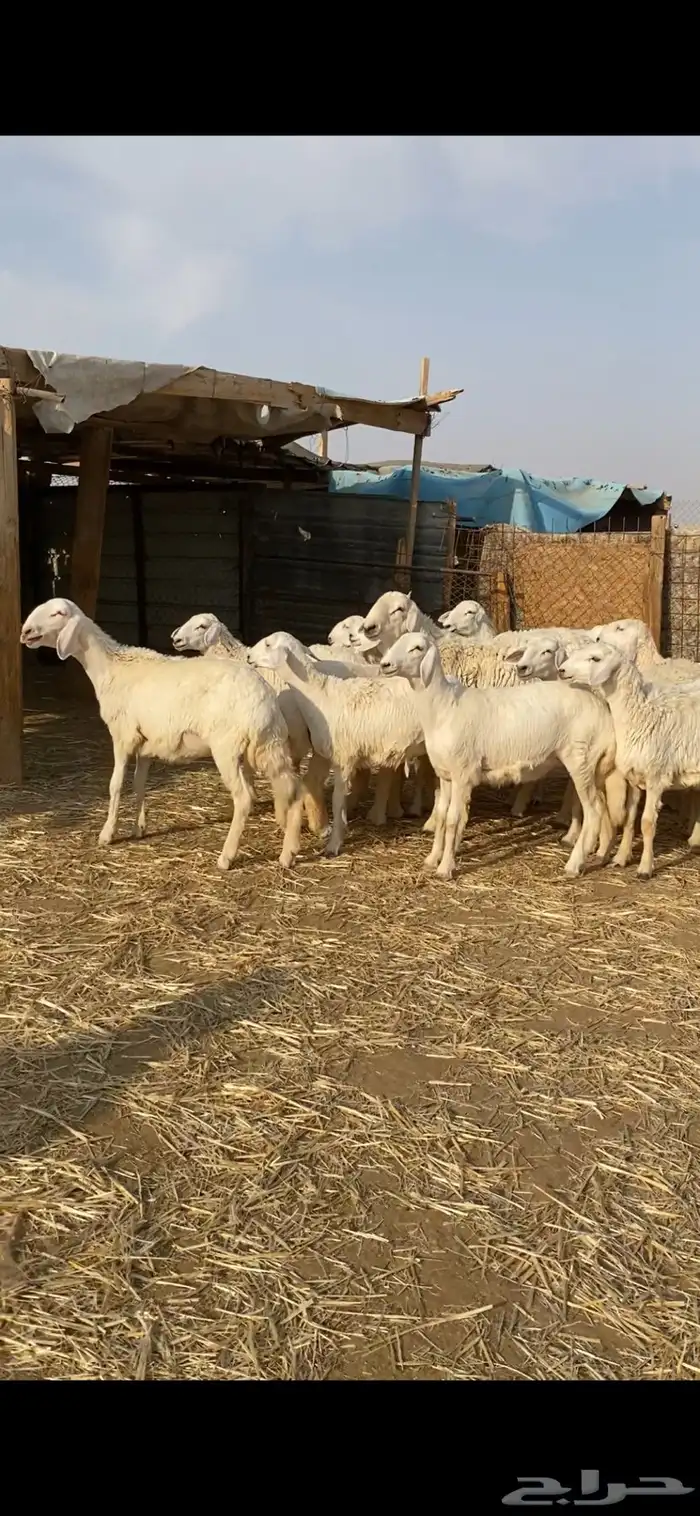 غنم حريات صنف 20