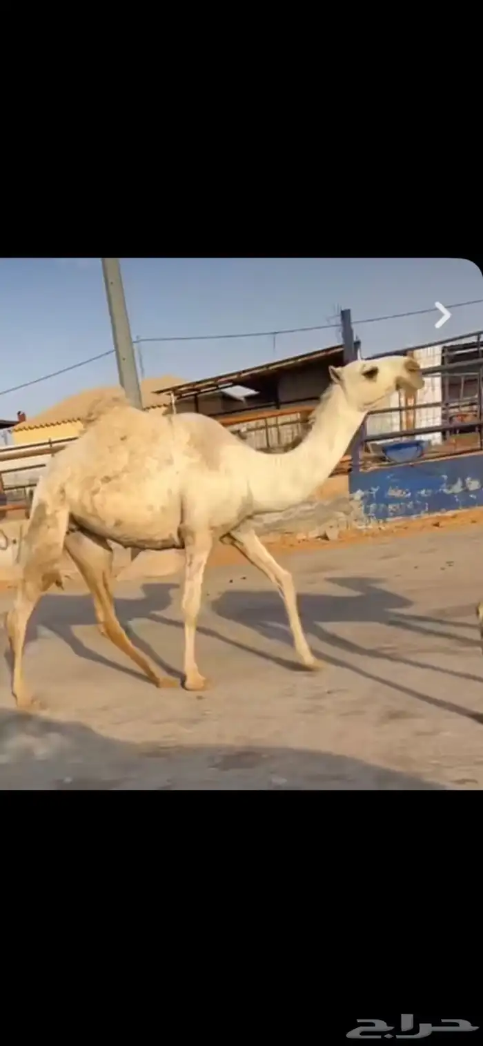 للبيع البكره القيه الرمانيه 3