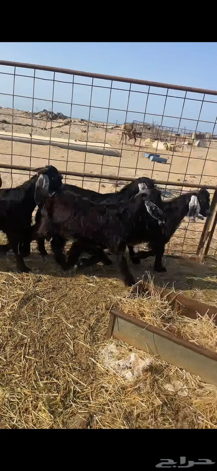 تيوس ثلاجه سمان 4