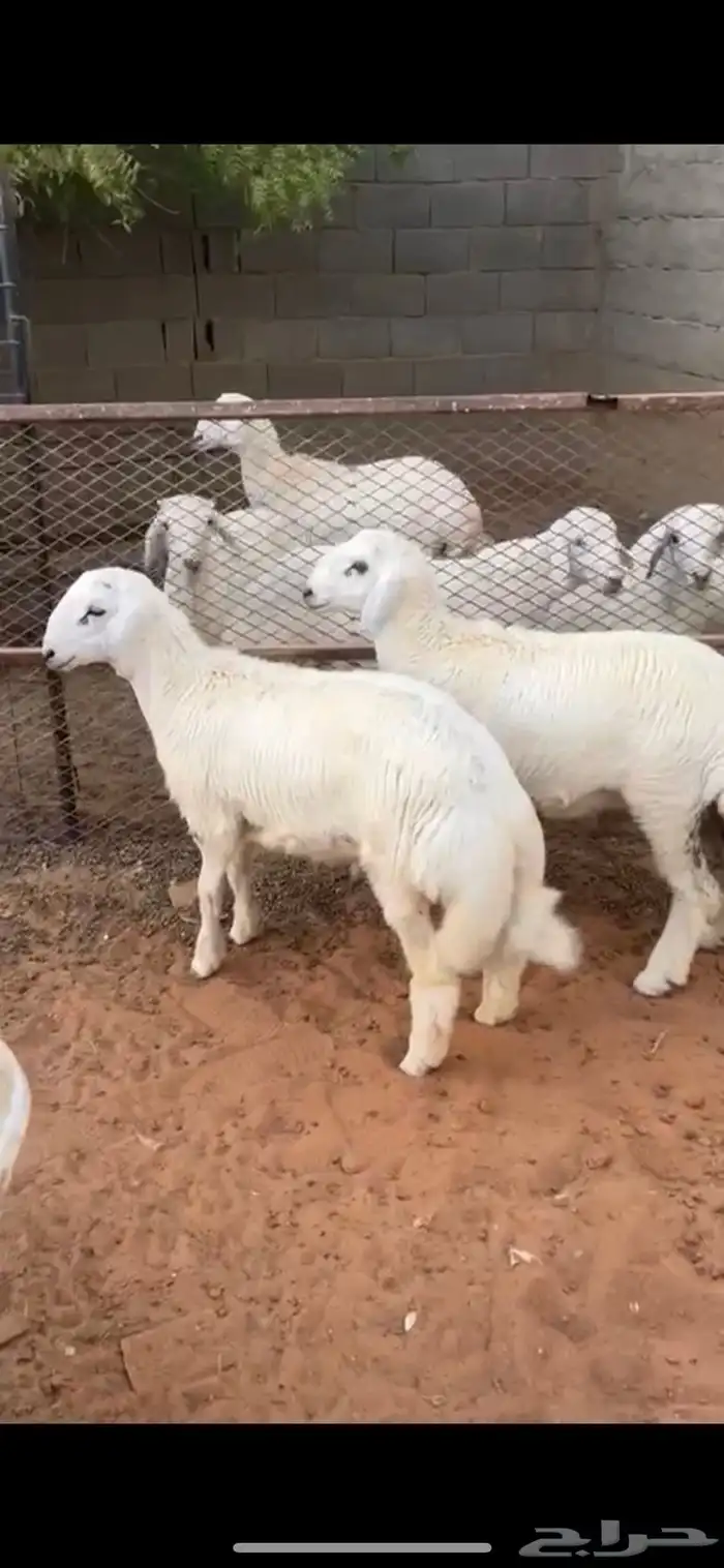 خروفين حري 1