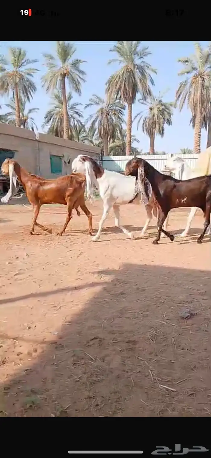معزا حجازية جروم خصم الخصم وتعاريف مدور النوادر 2