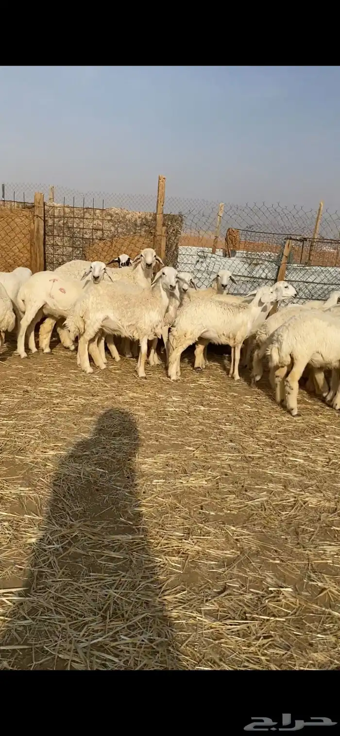 غنم حريات صنف 12