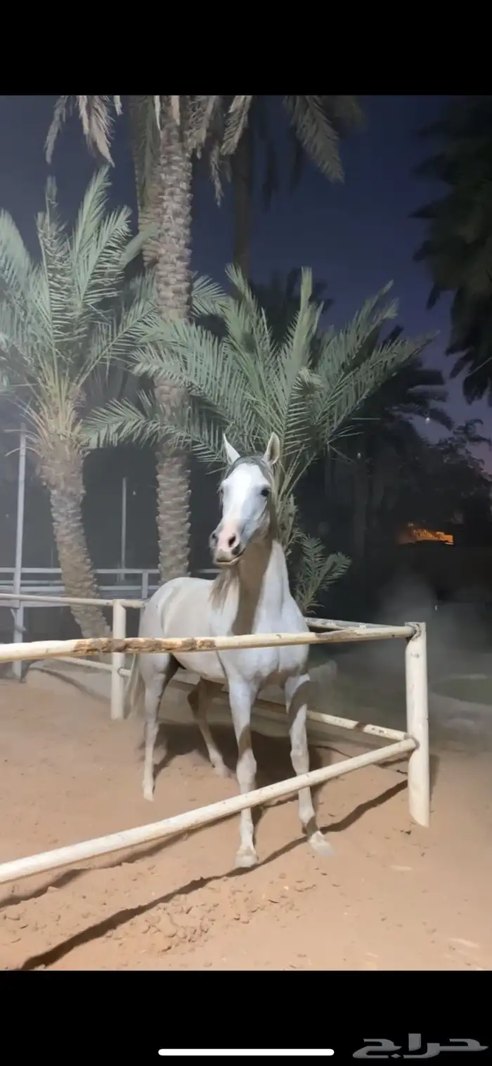 حصان شيخ 3