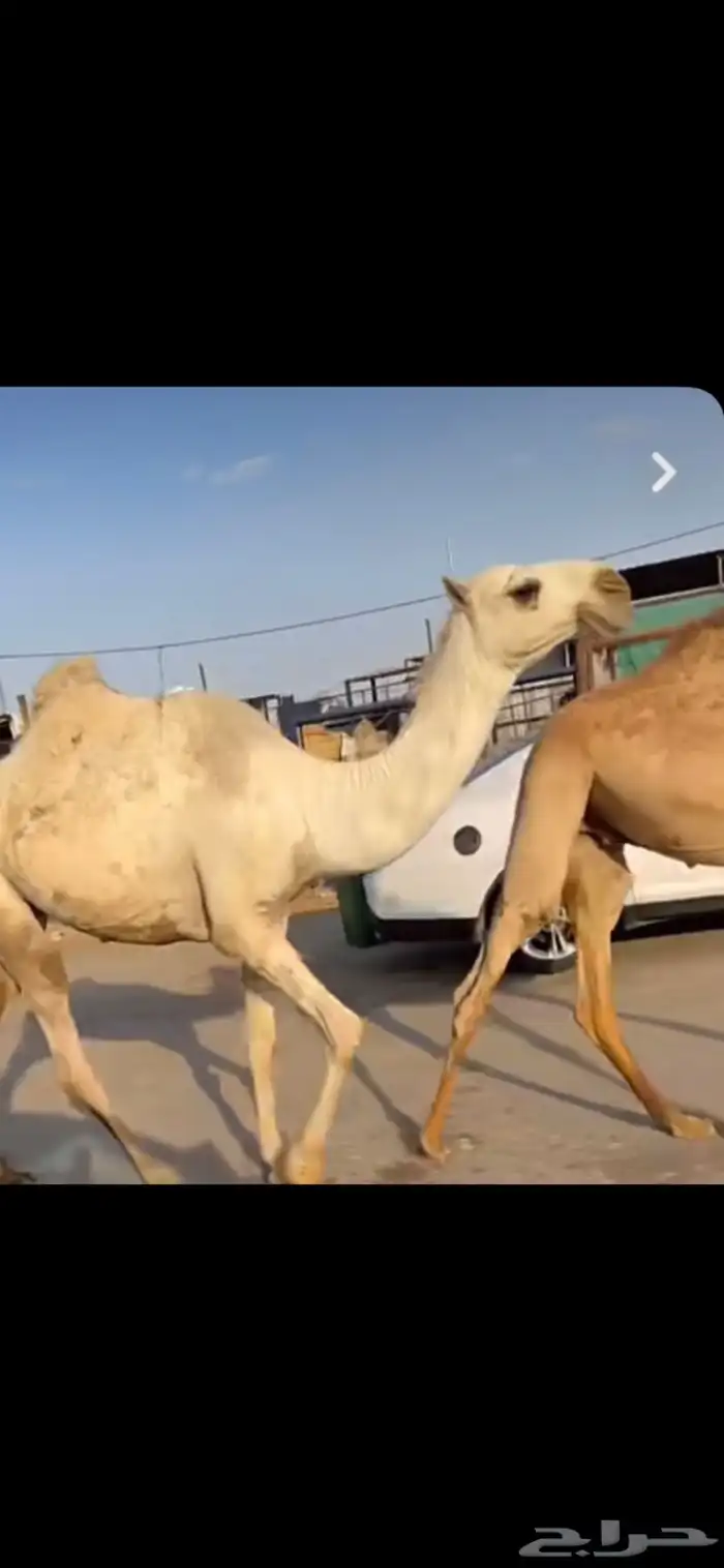 للبيع البكره القيه الرمانيه 2