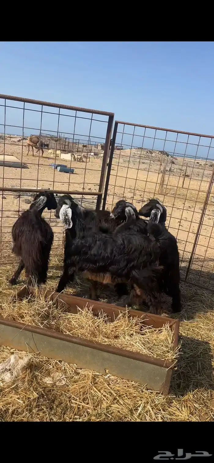 تيوس ثلاجه سمان 2