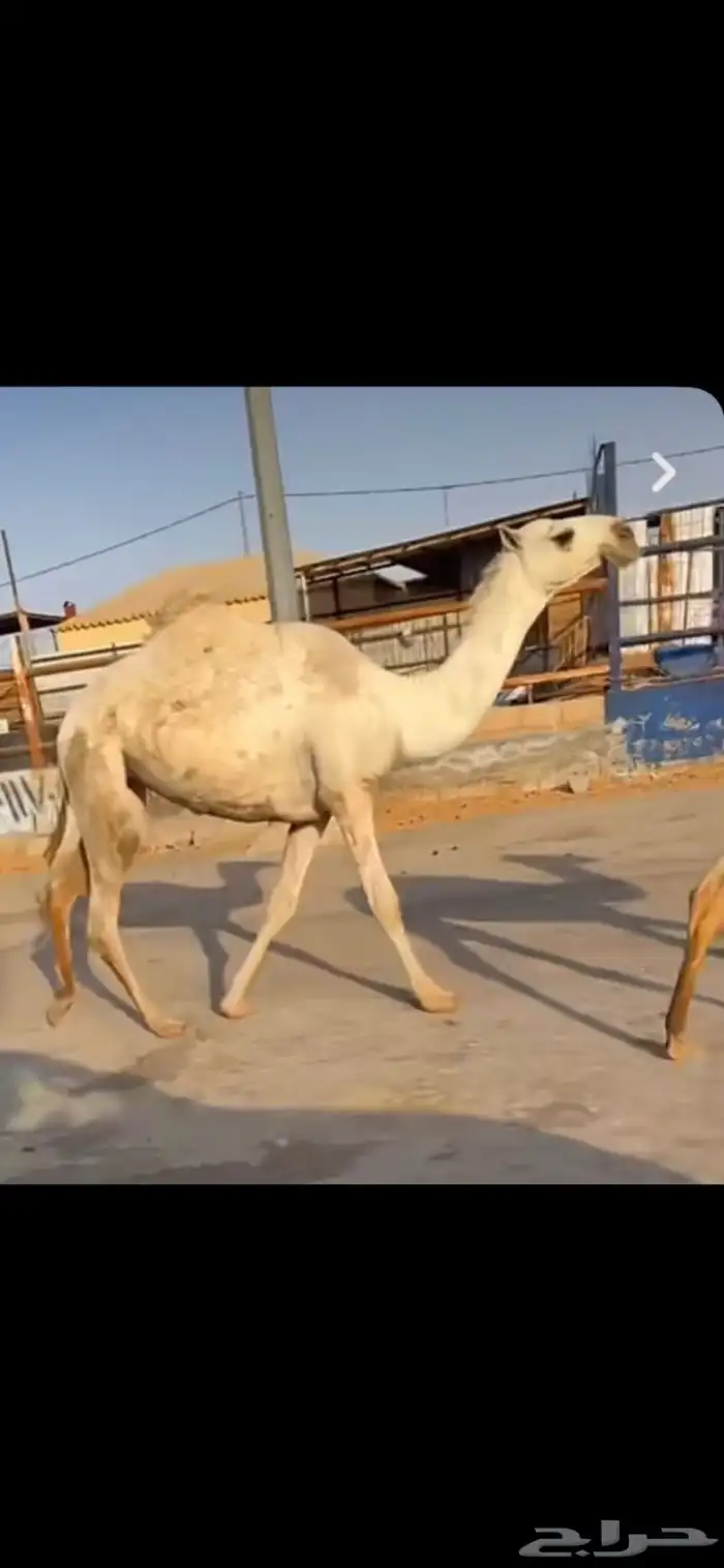 للبيع البكره القيه الرمانيه 0