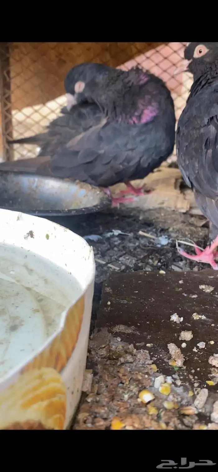 حمام جواز قلابي للبيع عل أسوم 0