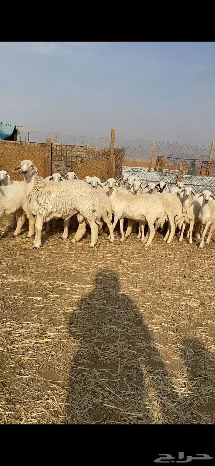 غنم حريات صنف 24