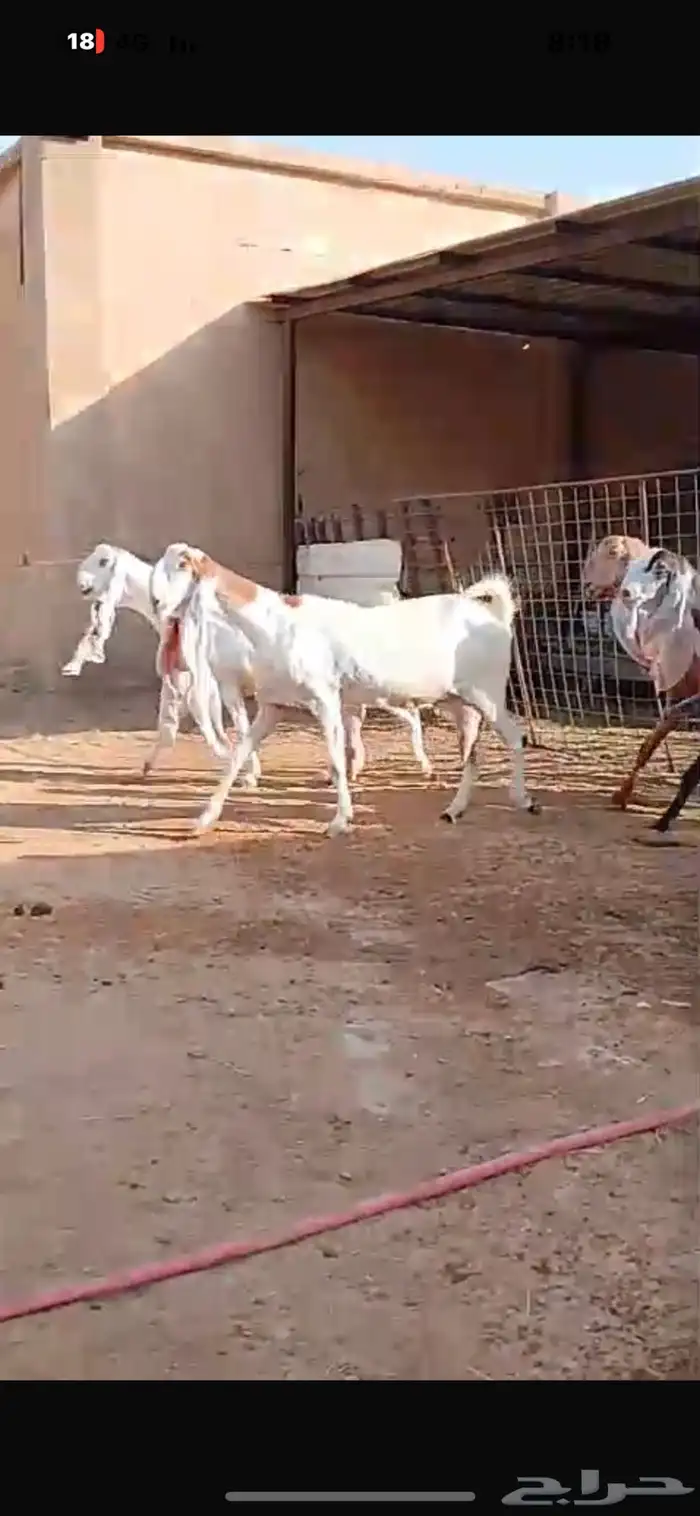 معزا حجازية جروم خصم الخصم وتعاريف مدور النوادر 4
