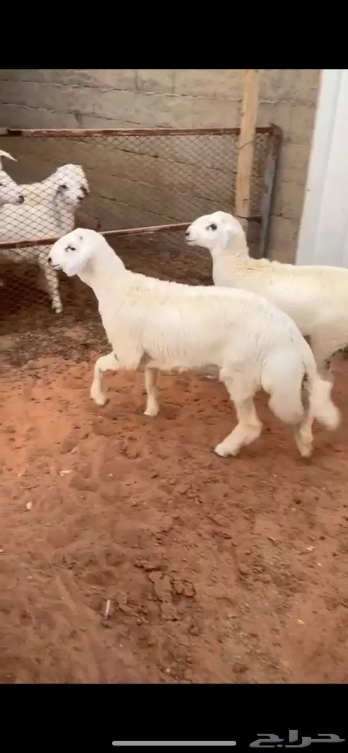 خروفين حري 0