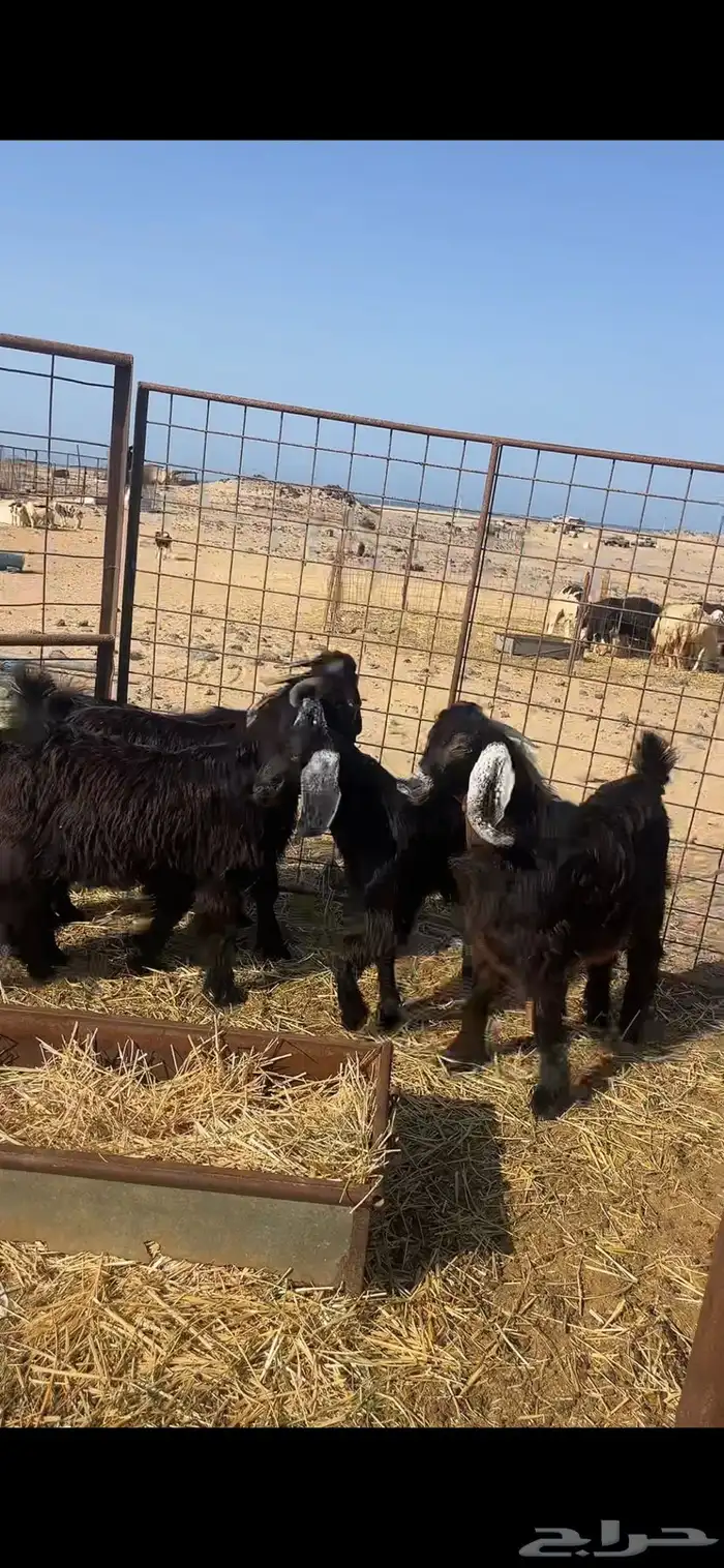 تيوس ثلاجه سمان 3