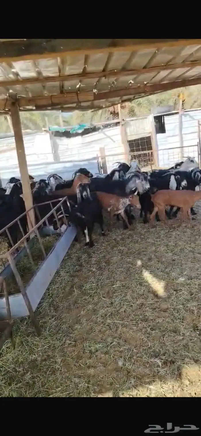 معزا 0