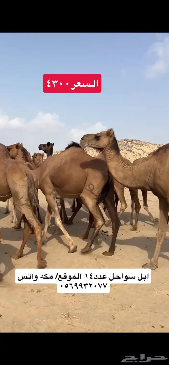 ابل نياق سواحل(( تم البيع )) 3