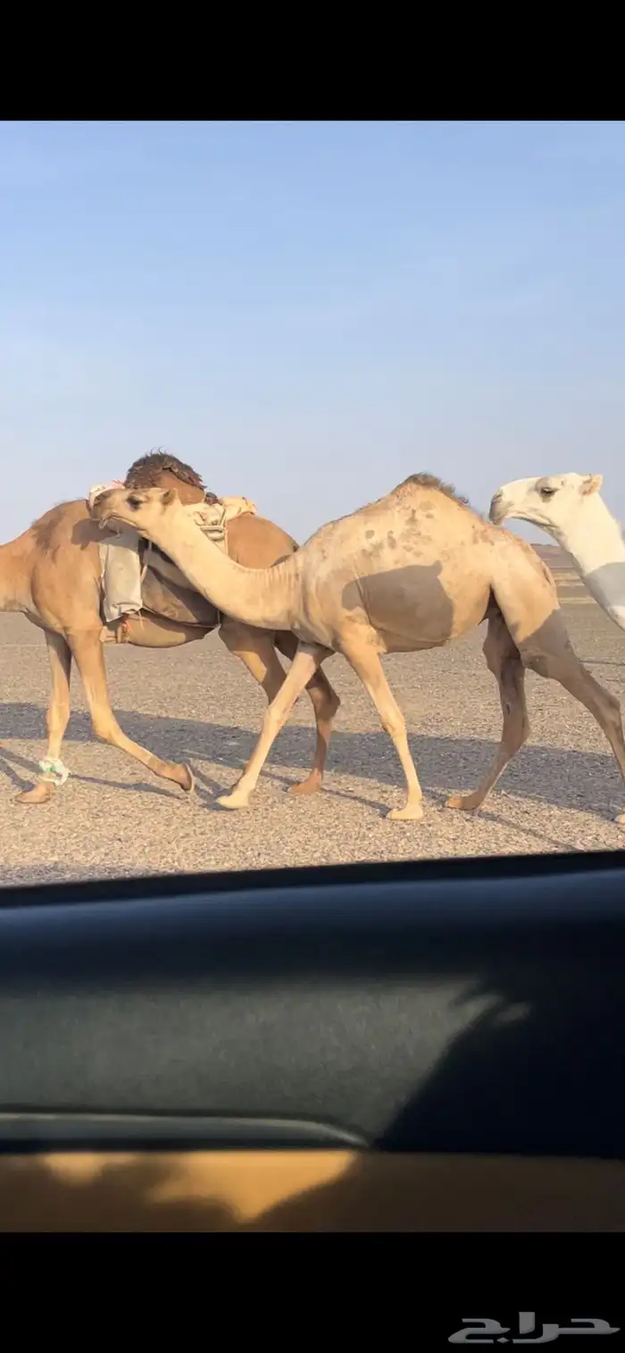 بكار حيسونيه كفووو 1