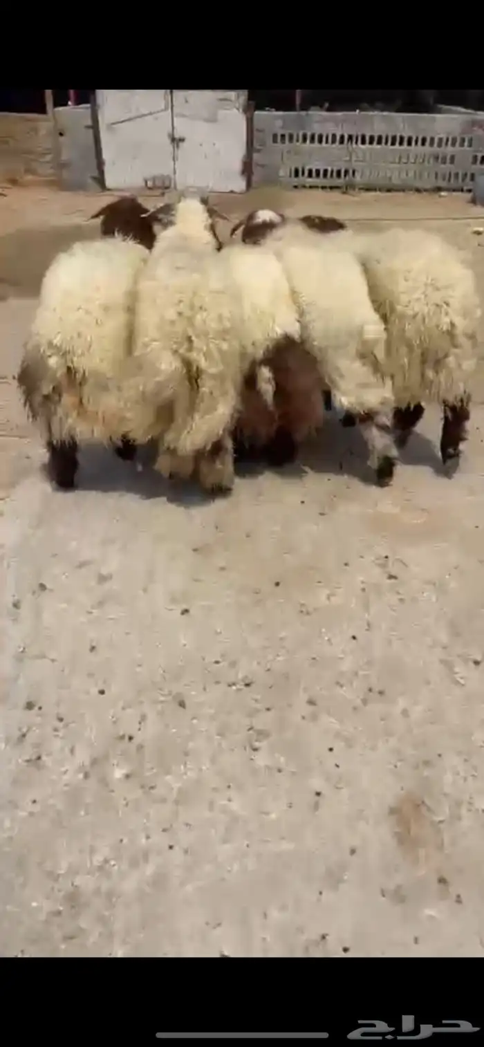 خرفان نعيم 0