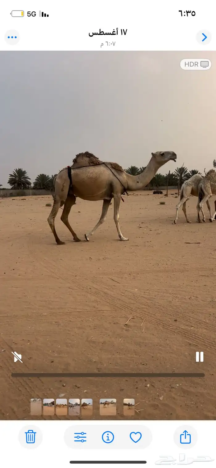 ناقه 0