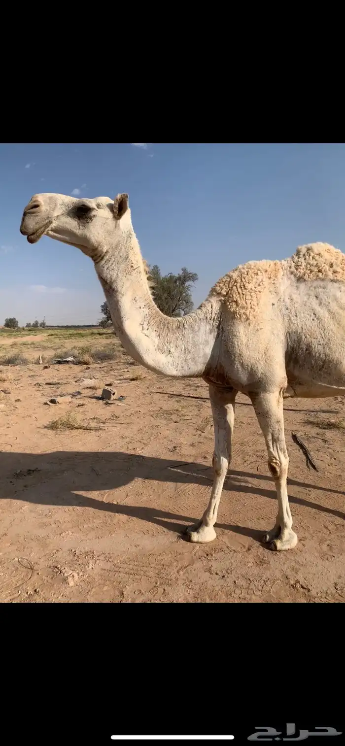 للبيع خفوت وضحى مسحوب حشيها اليوم 1