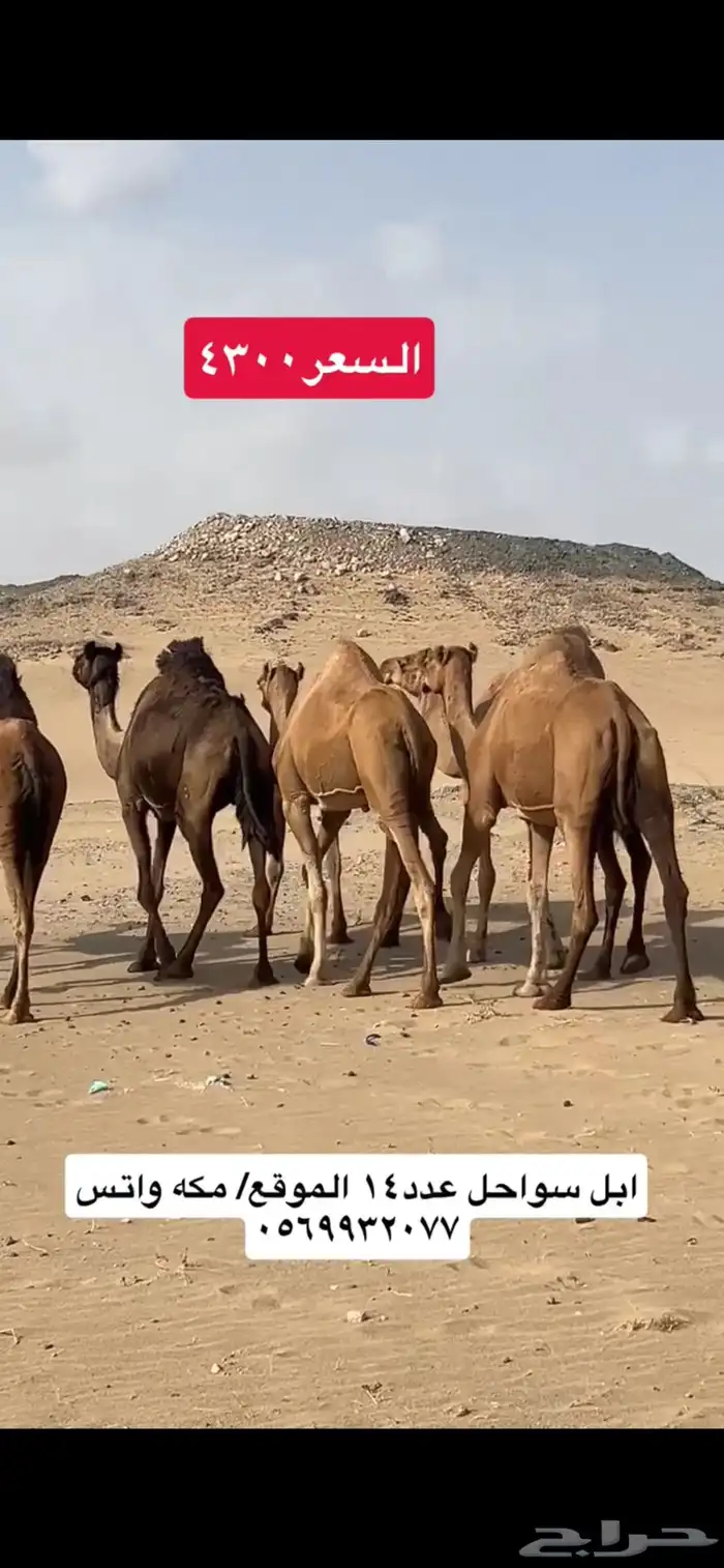 ابل نياق سواحل(( تم البيع )) 12