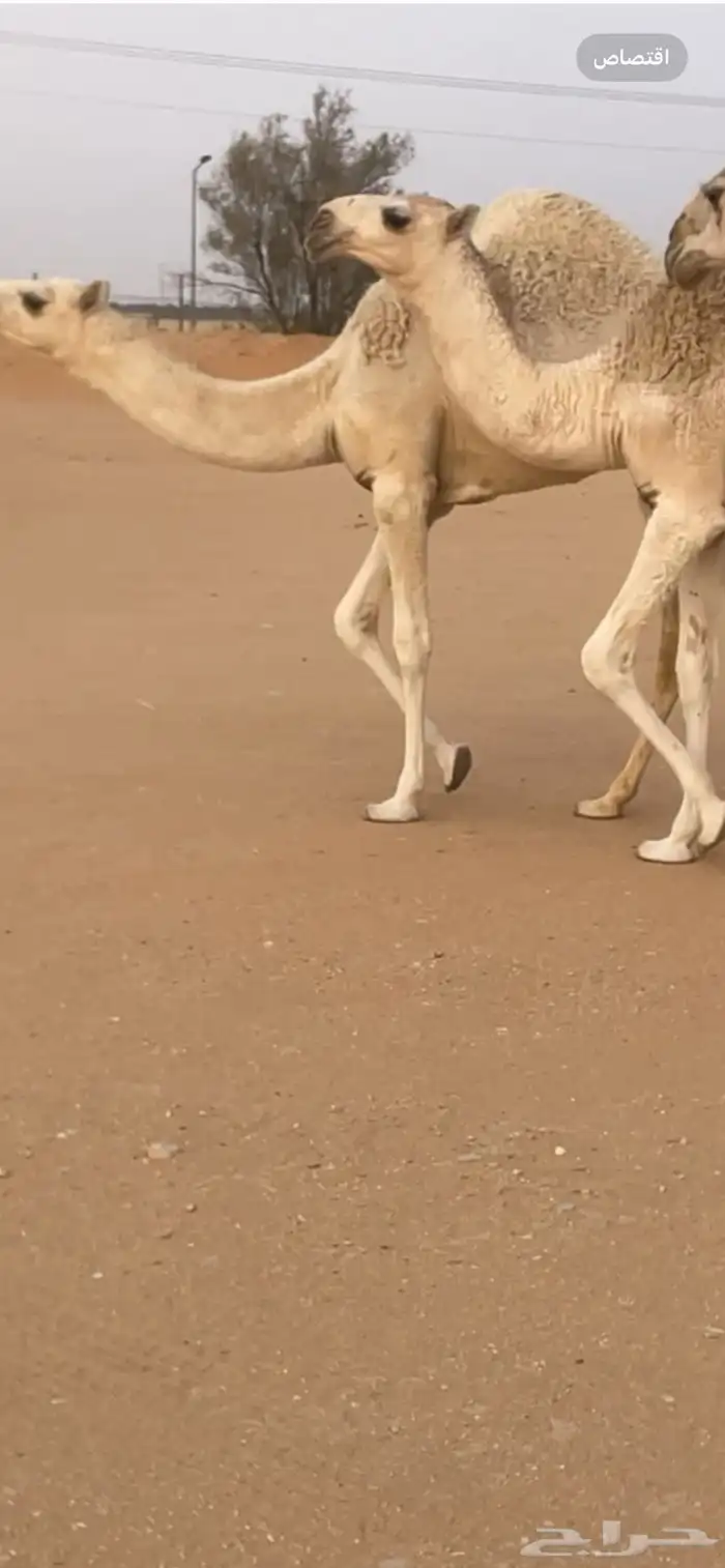 ناقه 2