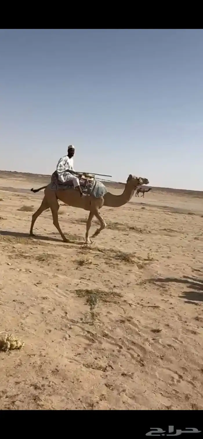 رحول الابل طوع 0