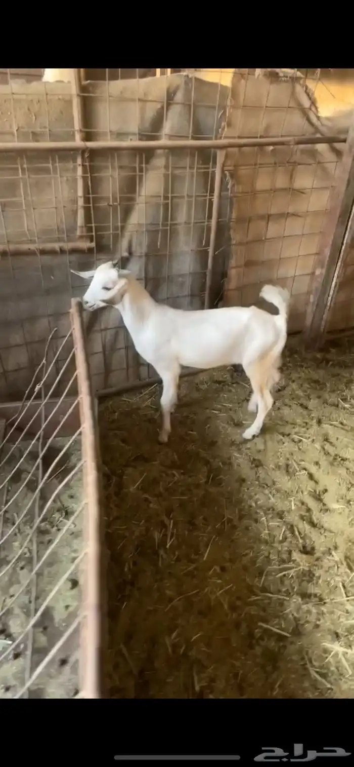 تيس 2