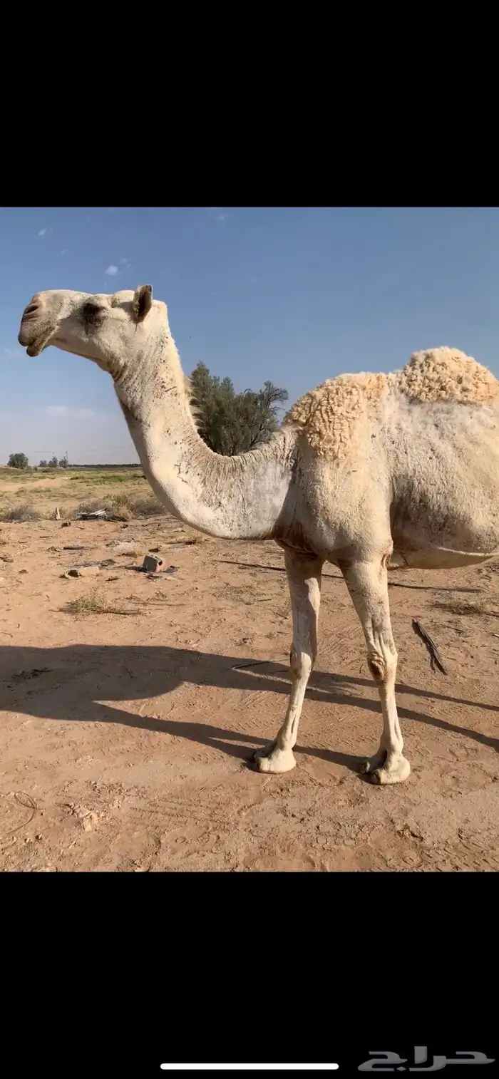 للبيع خفوت وضحى مسحوب حشيها اليوم 2
