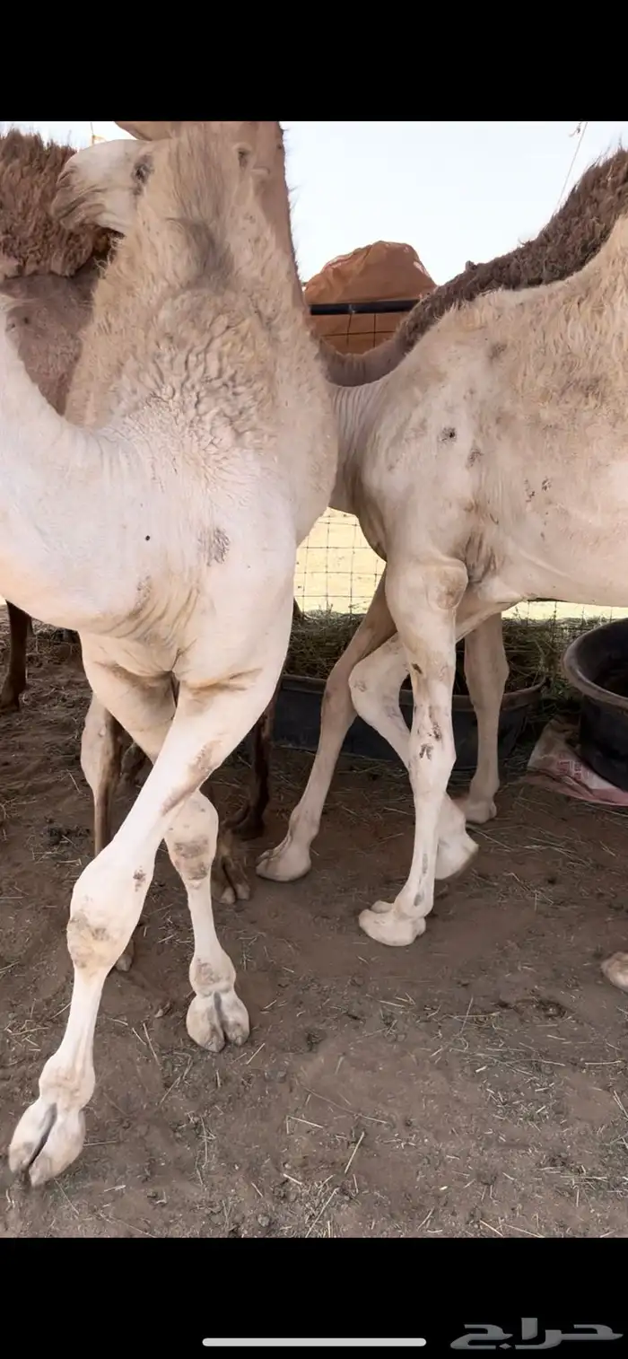 قعودد للبيع سمين 1