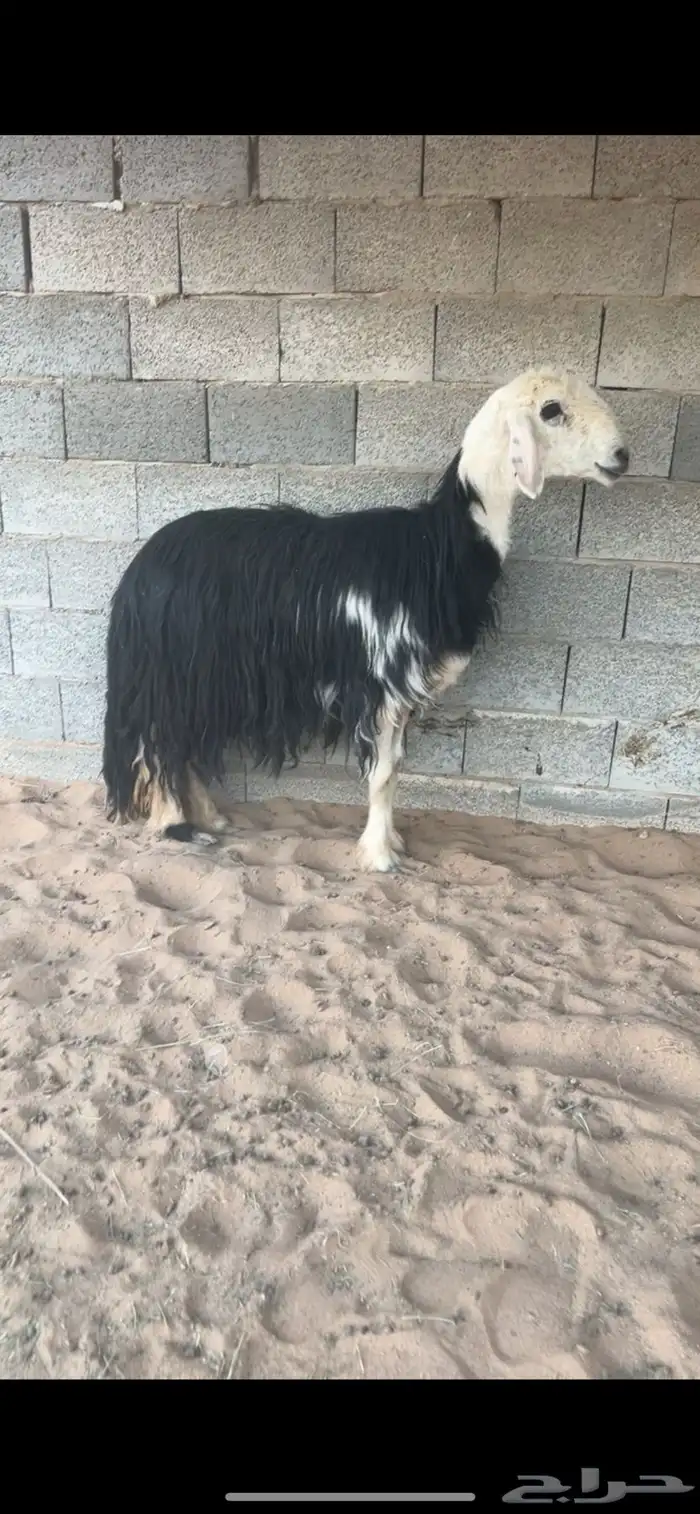 نجديه طيبه 0