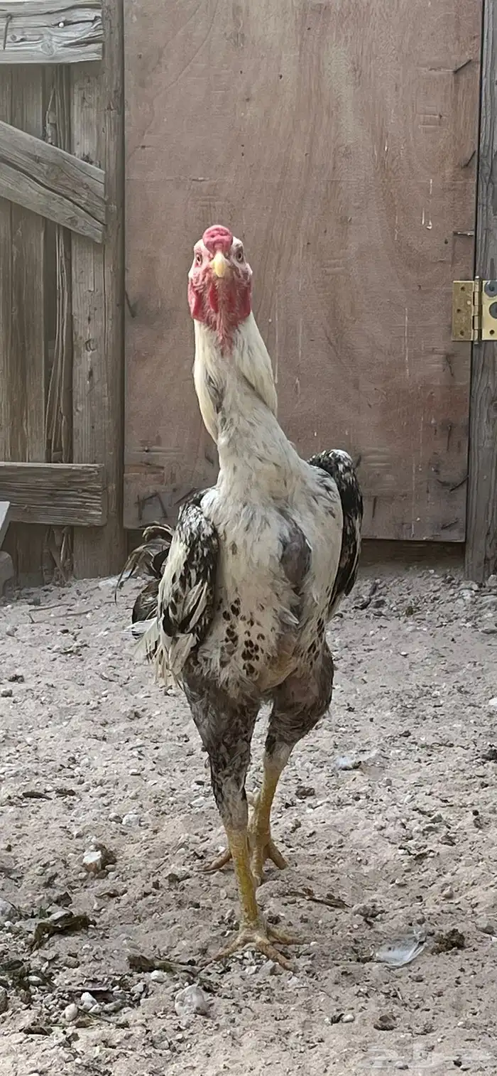للبيع دجاج هندي 2