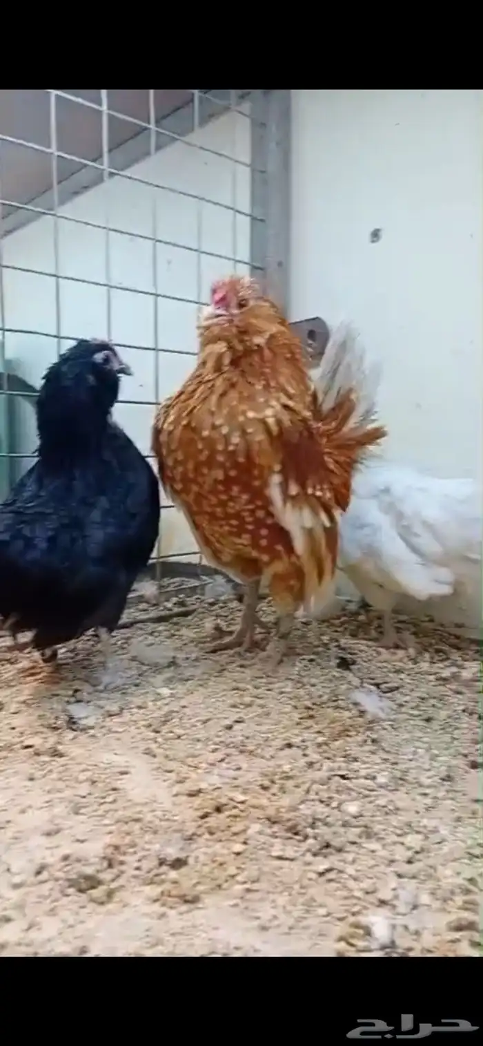 دجاج وديك بوم صحه ونظافه بياض 0
