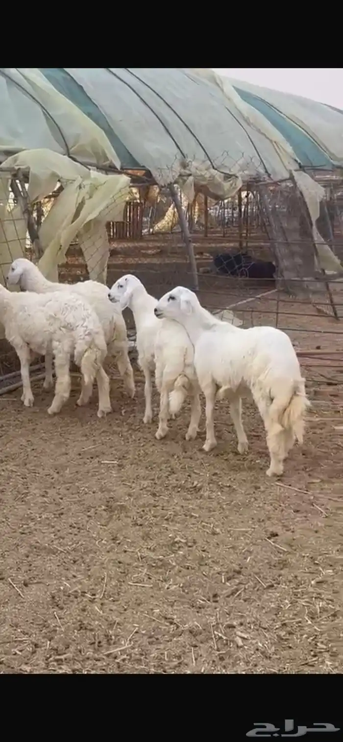 للبيع طليان حريات طيبات 0
