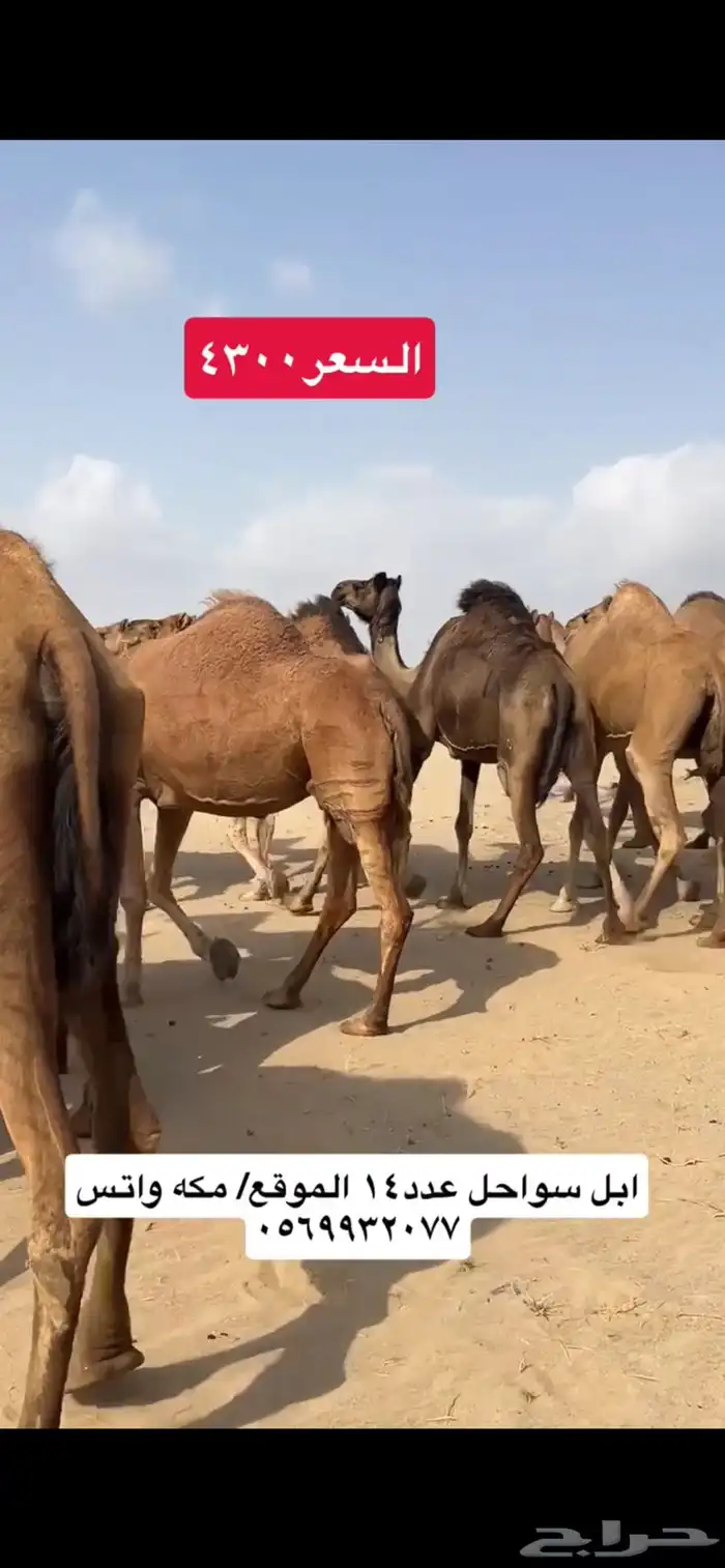 ابل نياق سواحل(( تم البيع )) 7