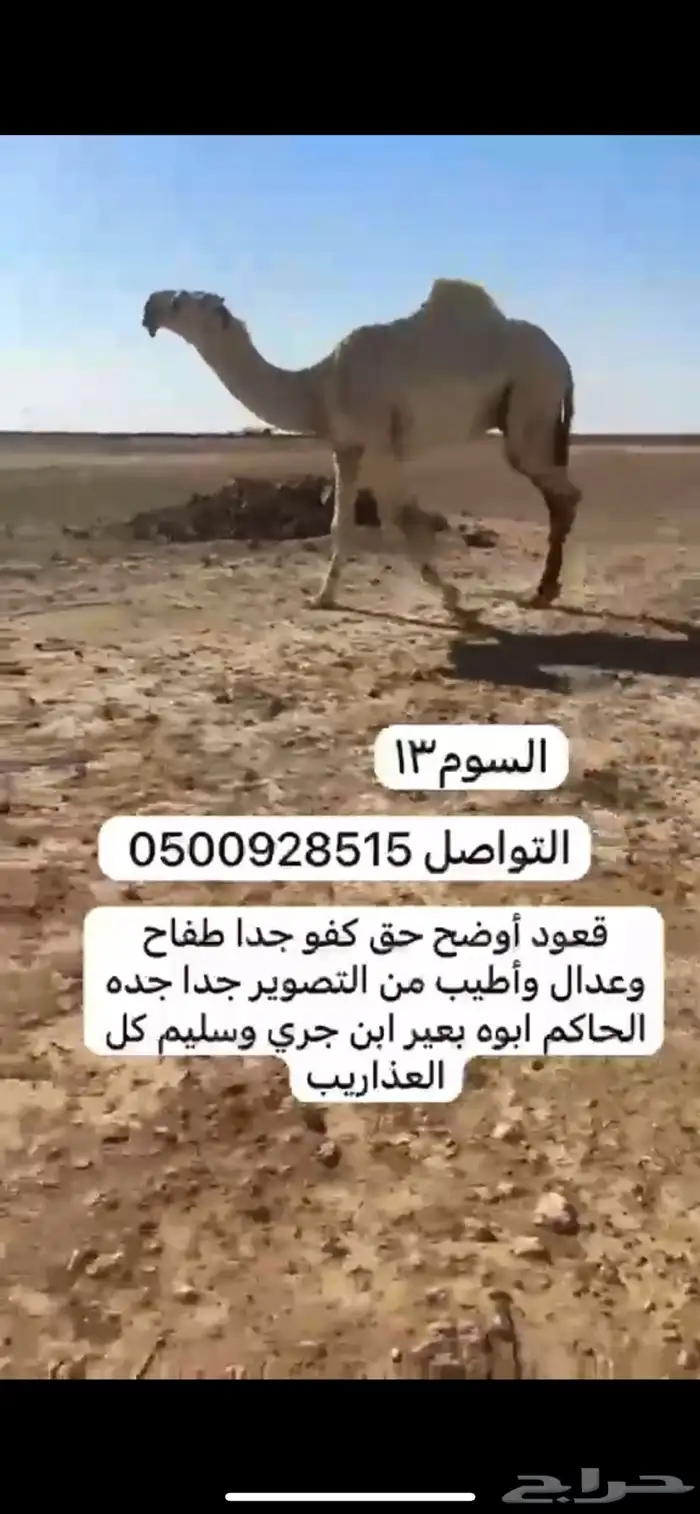 قعود على الحاكم طييب جدا سومه13 0