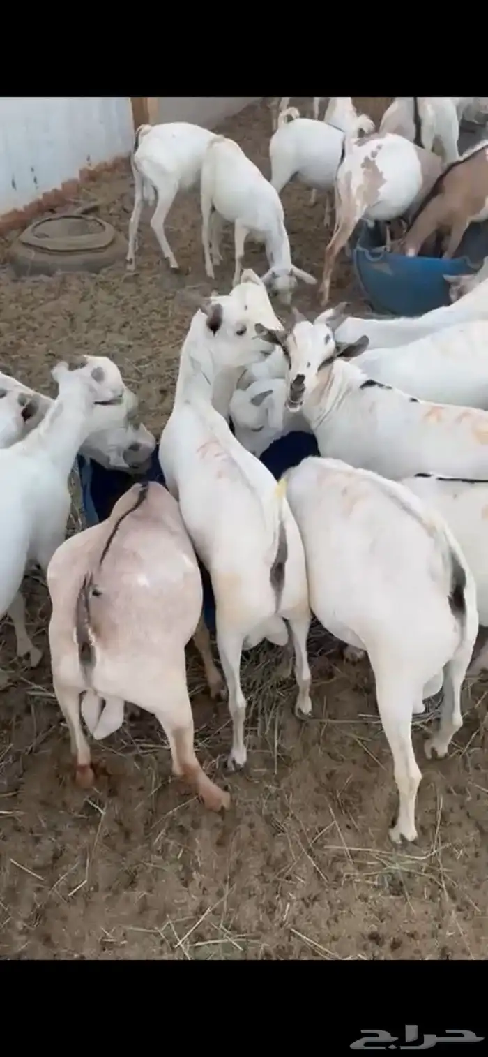 تيوس طيبه ما شاء الله 1