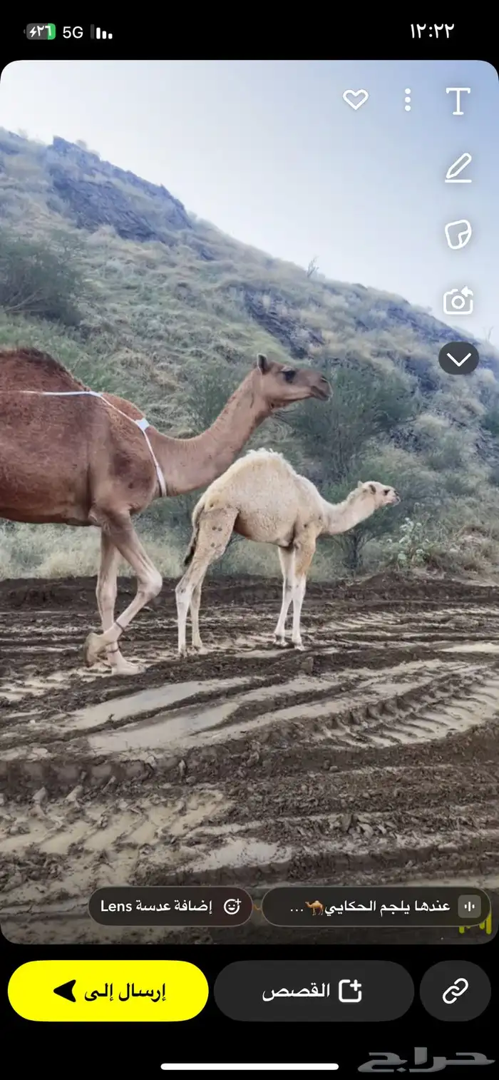 قعود كفو على بعير ابوعجاريد 2
