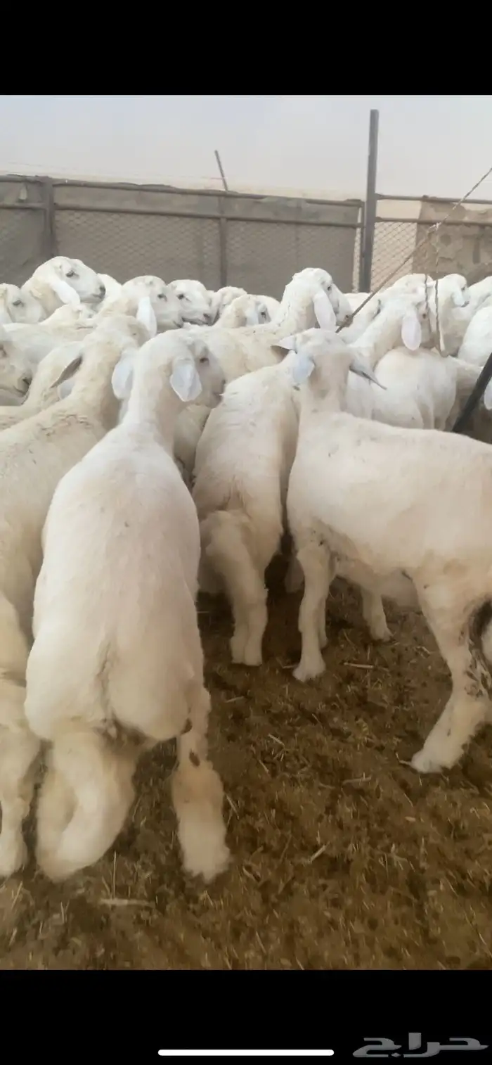 للبيع بهم حري العدد70 ورخال10 الموقع شمال عفيف العمر 5شهور 0