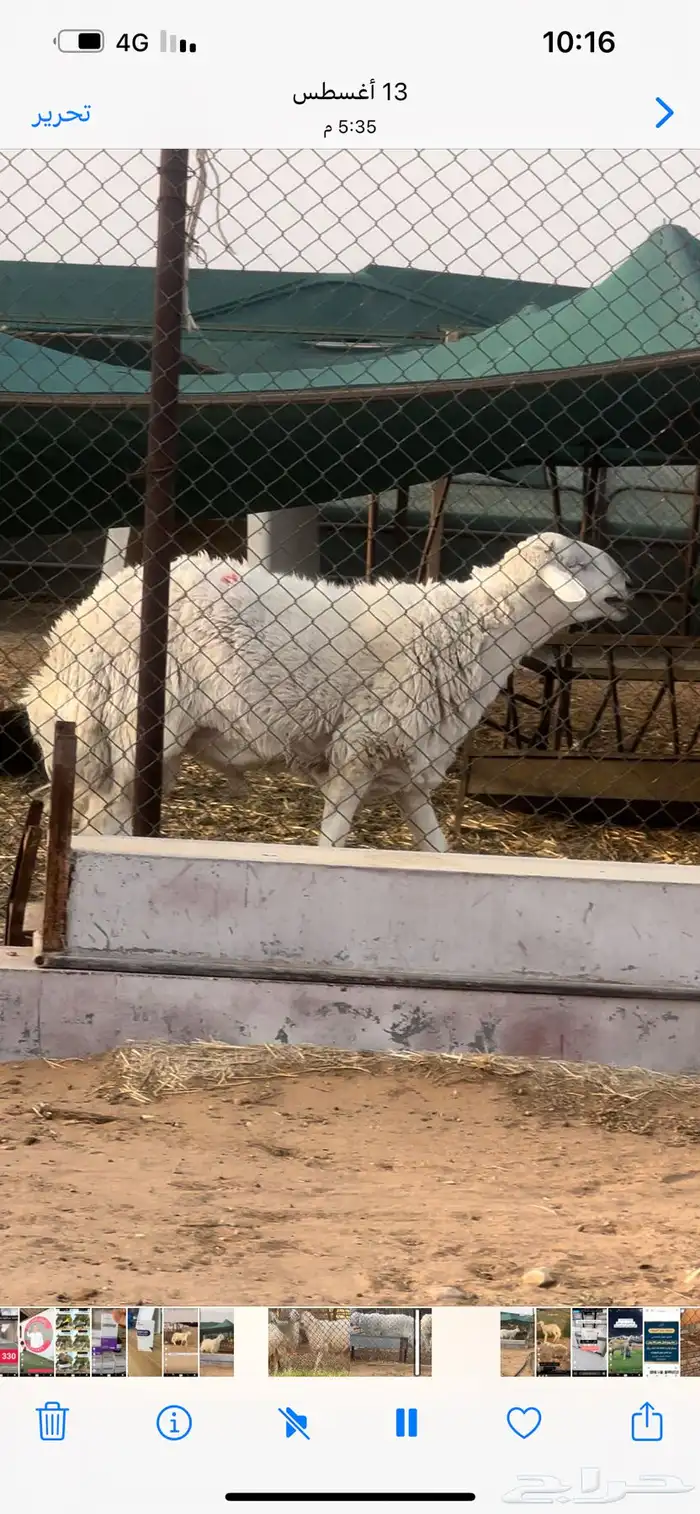 فحل حري صنف فاخر 4