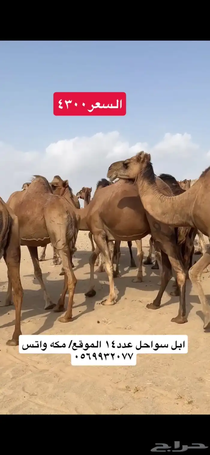 ابل نياق سواحل(( تم البيع )) 8