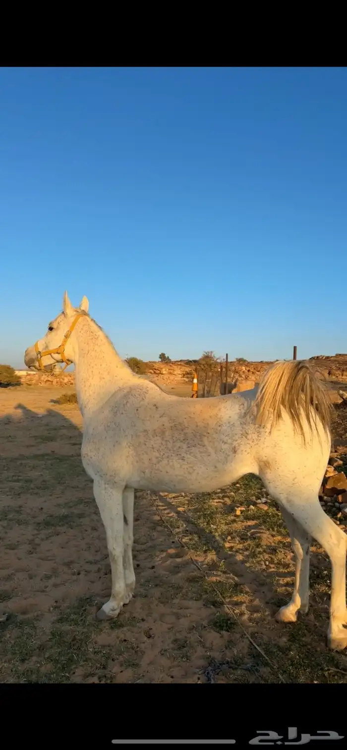 فرس شعبيه من نوادر الشعبيات كفووو جدا 0
