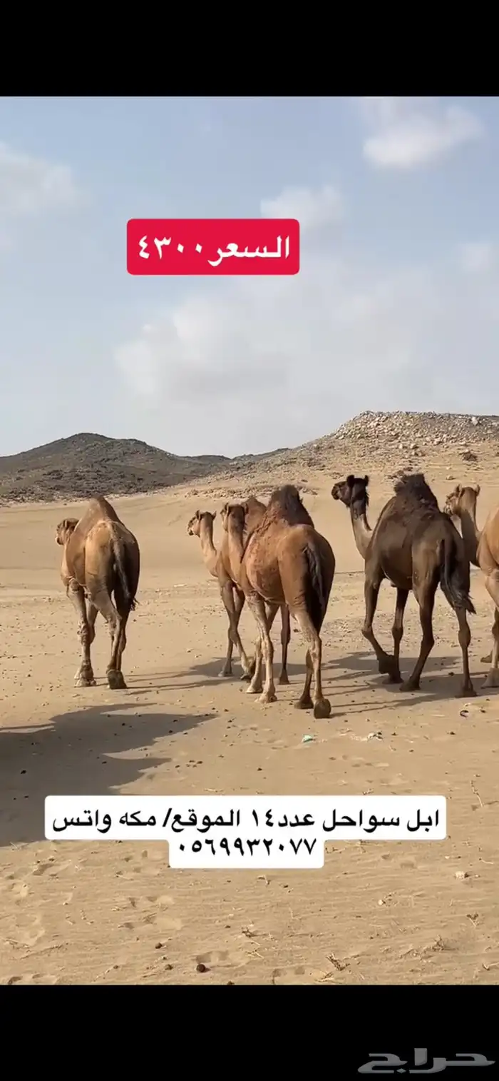 ابل نياق سواحل(( تم البيع )) 13